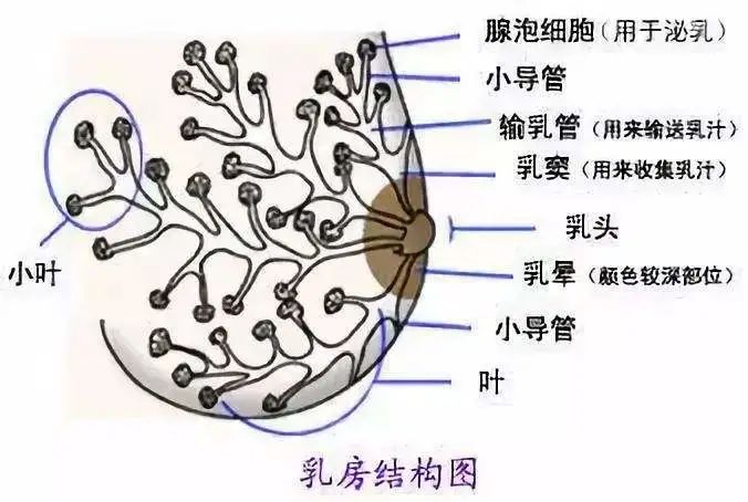 乳房结构图