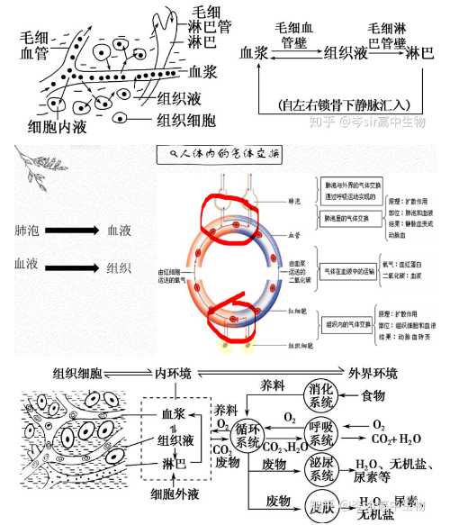 人体内循环