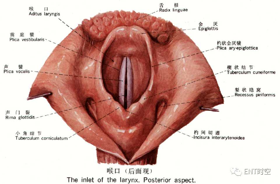 喉结构