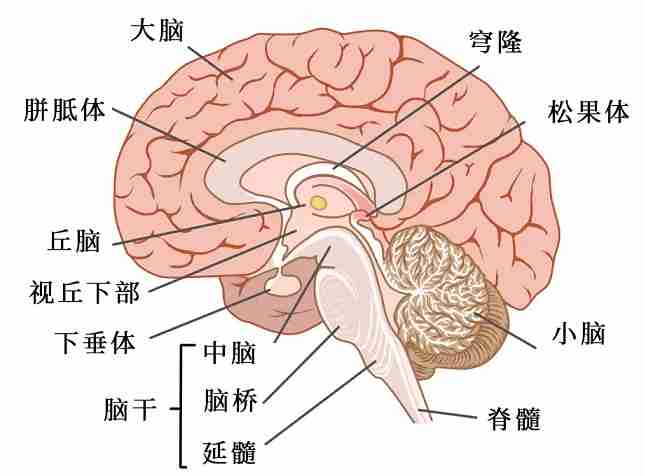 大脑的结构