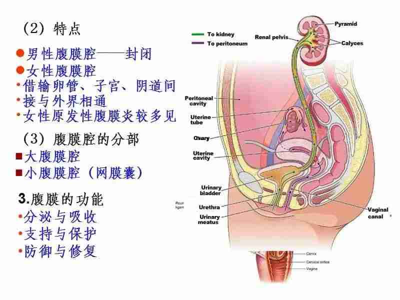 女性腹腔