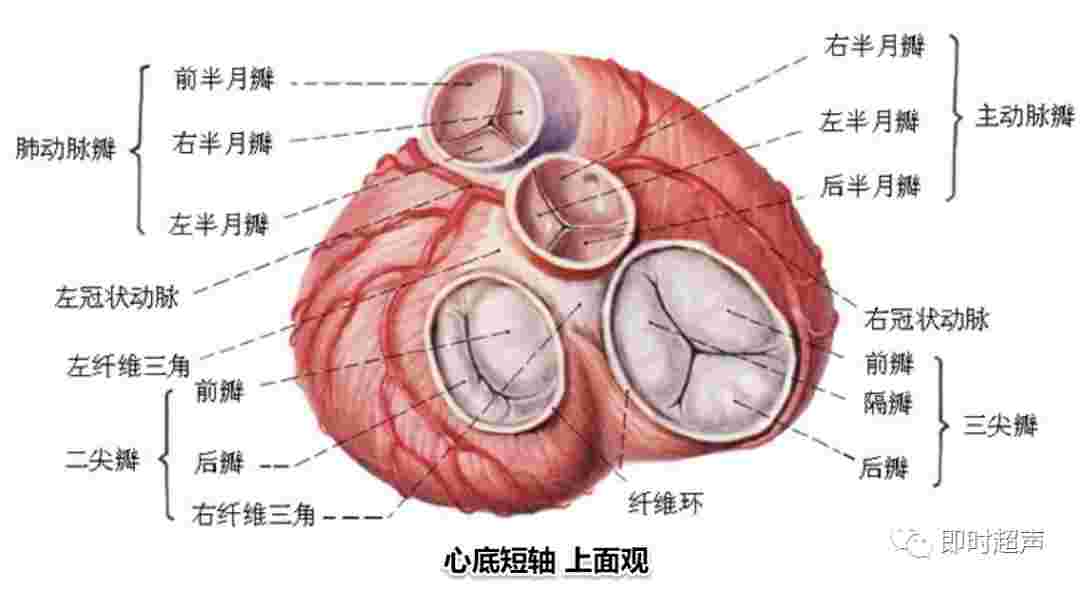 心脏瓣膜图