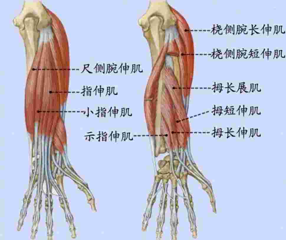 手掌和上肢肌肉图