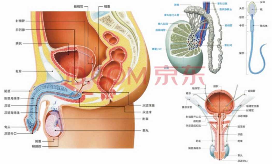 男性生殖结构图