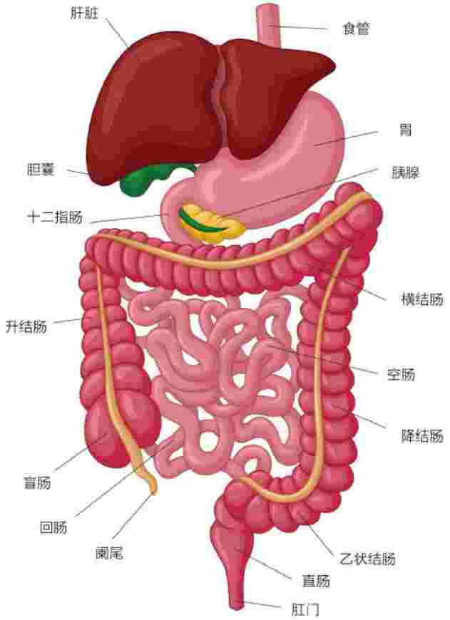 结肠结构图