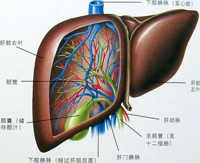 肝脏结构图