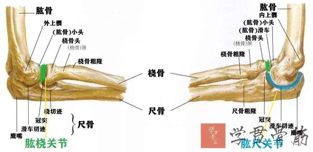 肱桡关节图