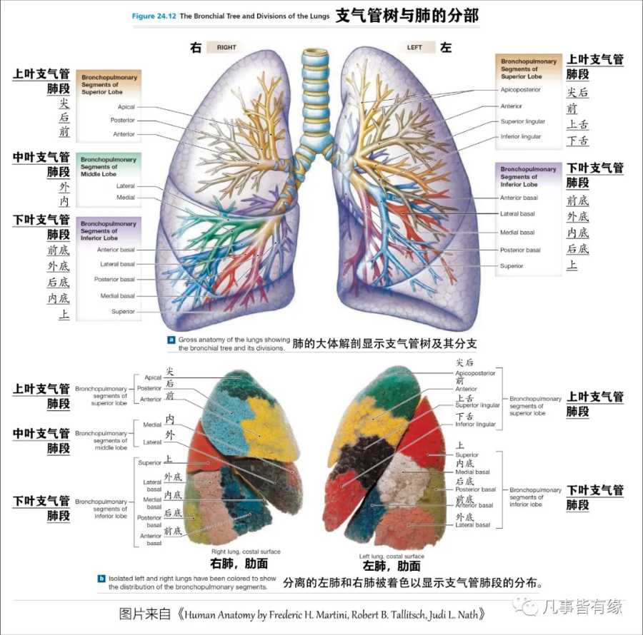 肺组织