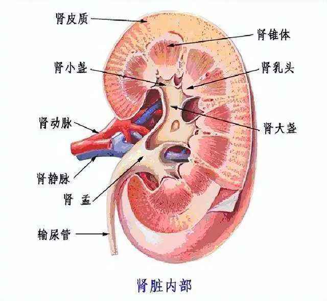 肾脏结构图