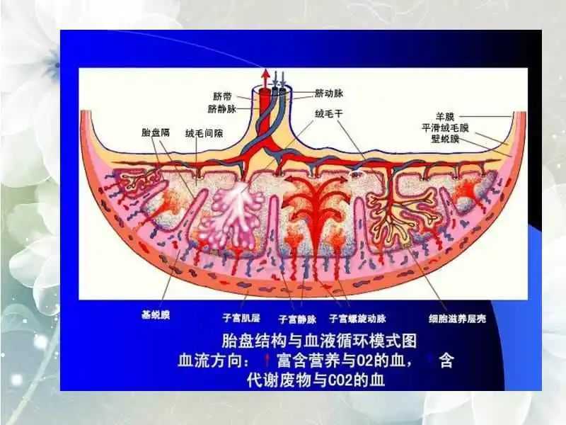 胎盘结构图