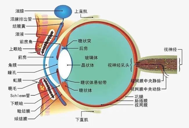 视神经原理