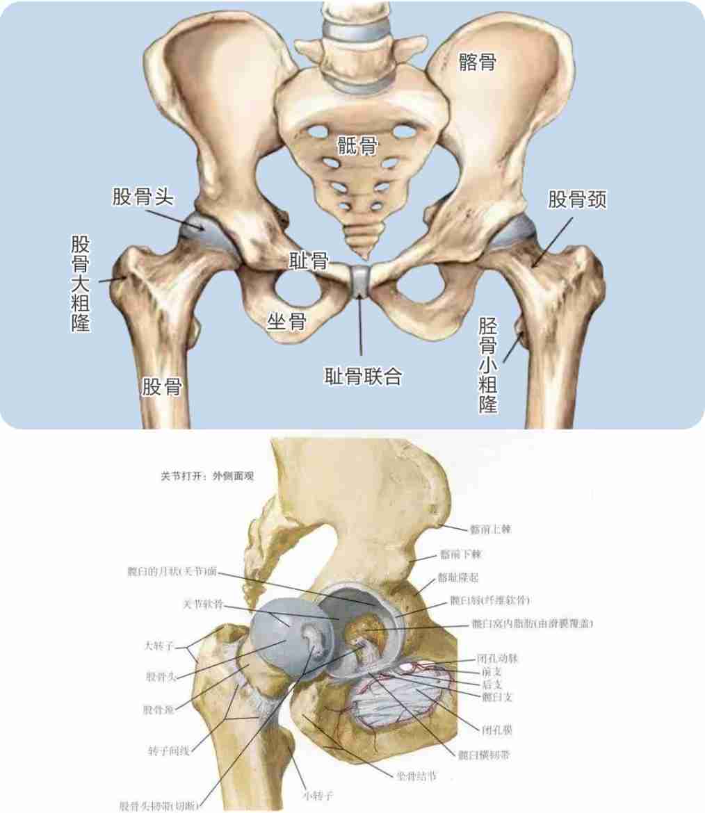 髋关节